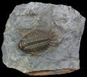 Rare Crotalocephalus Trilobite - Jorf, Morocco #65366-2
